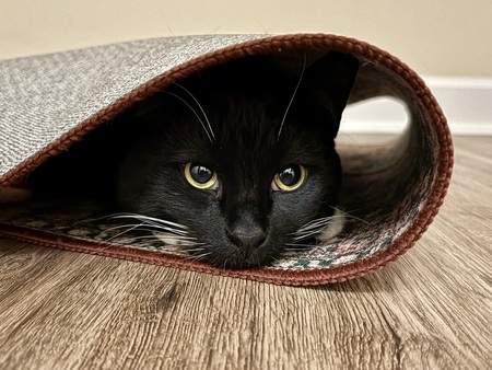 Entry image for  Neo. Clicking this image will show a larger photo