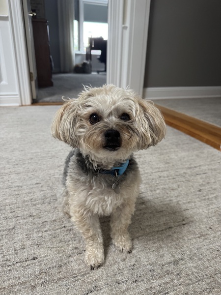 Entry image for Scout. Clicking this image will show a larger photo