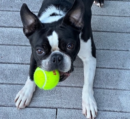 Entry image for Beetle Juice. Clicking this image will show a larger photo