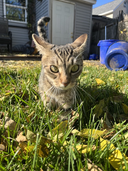 Entry image for Dori. Clicking this image will show a larger photo