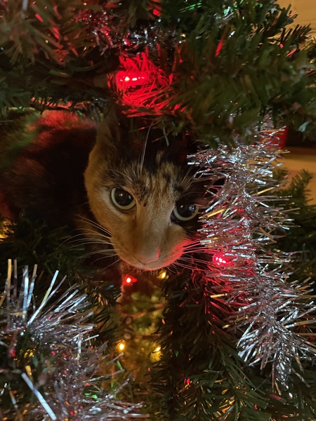 Entry image for Callie . Clicking this image will show a larger photo