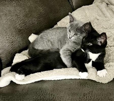 Entry image for Stella and Luna. Clicking this image will show a larger photo