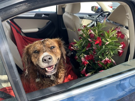 Entry image for Ruby. Clicking this image will show a larger photo