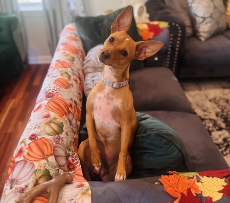 Entry image for Twinkie. Clicking this image will show a larger photo