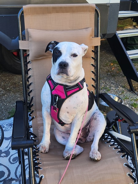 Entry image for Bella. Clicking this image will show a larger photo