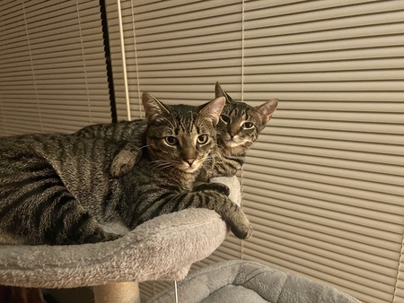 Entry image for Toby & Mia . Clicking this image will show a larger photo