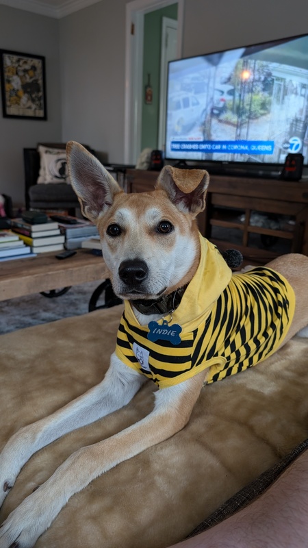 Entry image for Indie. Clicking this image will show a larger photo