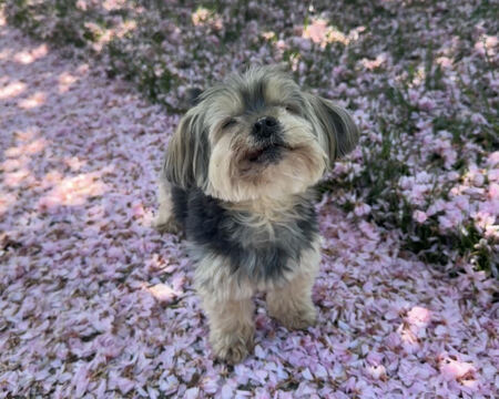 Entry image for Leo. Clicking this image will show a larger photo