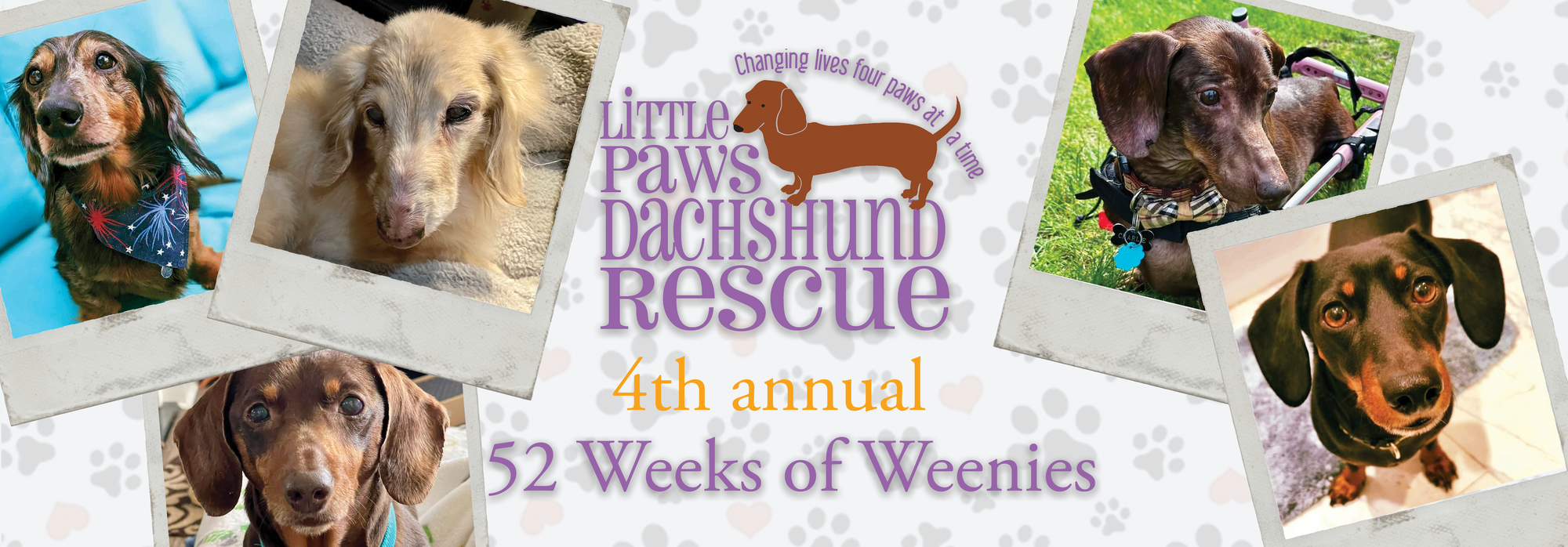 Banner for 4th Annual Little Paws Dachshund Rescue Photo Calendar Contest – 52 Weeks of Weenies