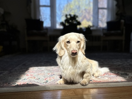Entry image for Maple. Clicking this image will show a larger photo