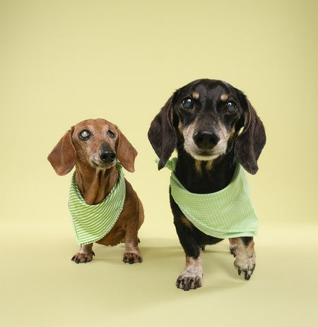Entry image for Jack and Rocky . Clicking this image will show a larger photo