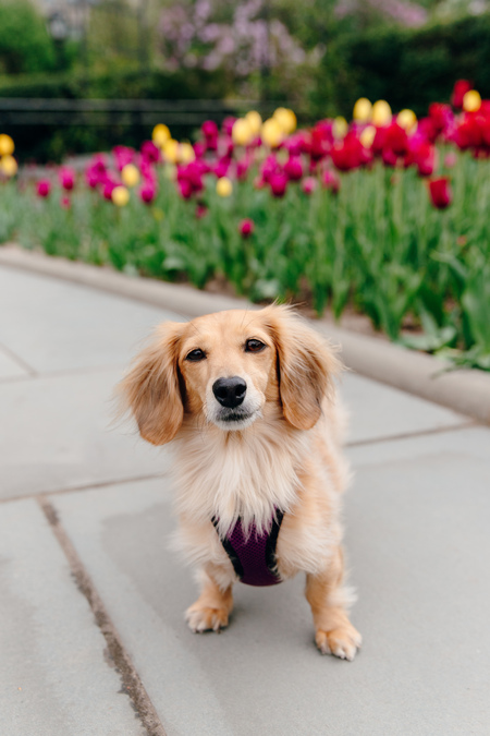 Entry image for Sully. Clicking this image will show a larger photo