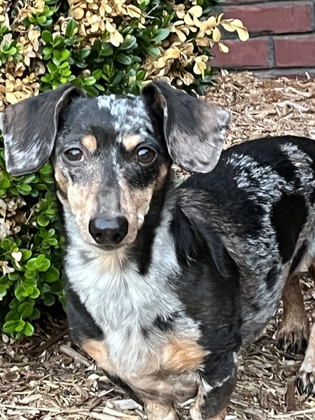 Entry image for Darcy. Clicking this image will show a larger photo