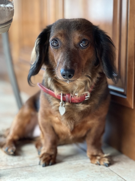 Entry image for Tootie. Clicking this image will show a larger photo
