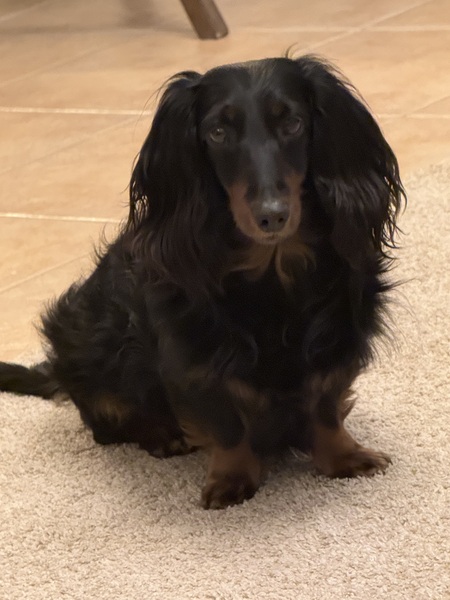 Entry image for Simba. Clicking this image will show a larger photo