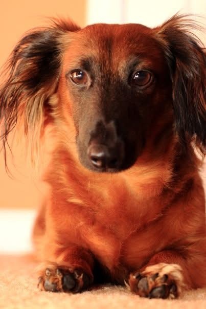 Entry image for Rufus T Firefly. Clicking this image will show a larger photo