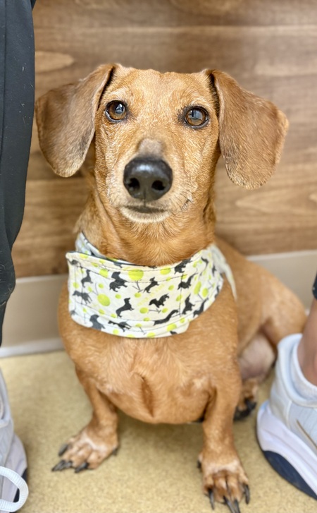 Entry image for Rufus. Clicking this image will show a larger photo