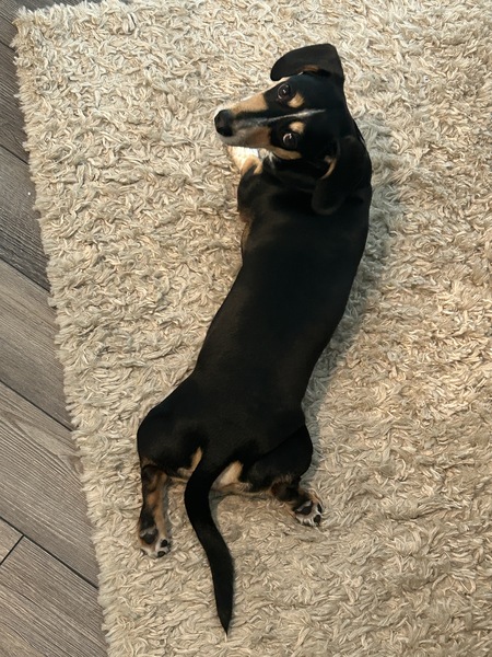 Entry image for Buddy. Clicking this image will show a larger photo