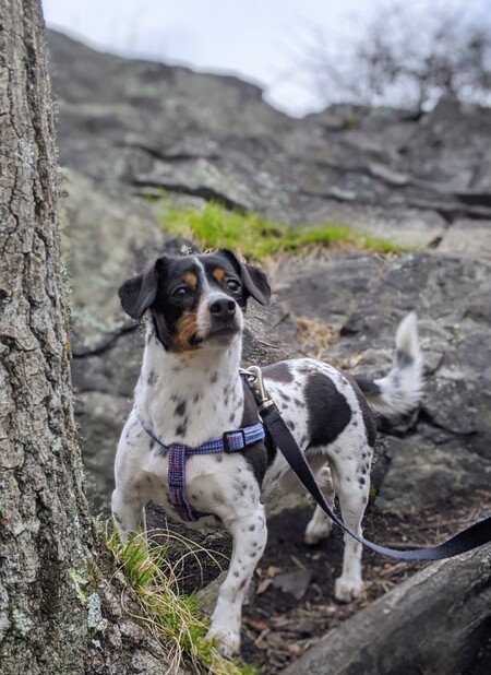 Entry image for Arya. Clicking this image will show a larger photo