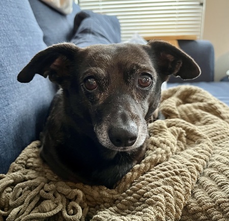 Entry image for Cookie. Clicking this image will show a larger photo
