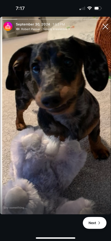 Entry image for Oswald . Clicking this image will show a larger photo