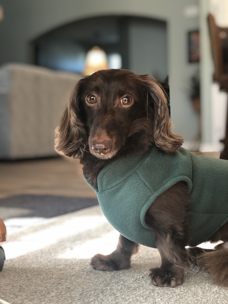 Entry image for SCOOBY. Clicking this image will show a larger photo