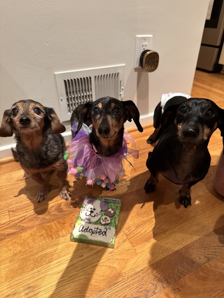 Entry image for Bailey. Clicking this image will show a larger photo