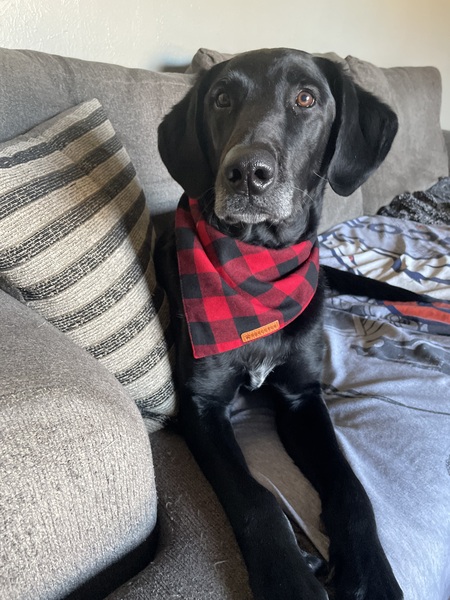 Tobi