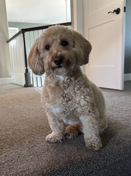 Piper
