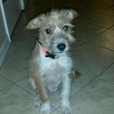 Entry image for Mokey