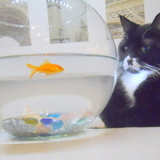 Entry image for Gilbert Cooper