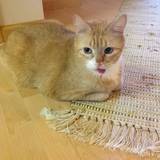 Entry image for Sparky Cooper