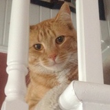 Entry image for Flash Blum