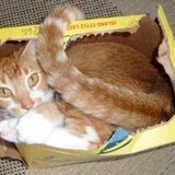 Entry image for Gordon Blum