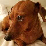 Entry image for Minie