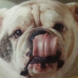 Entry image for Archie 