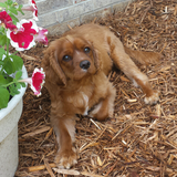 Entry image for Vernon 