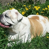 Entry image for Lily 