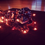 Entry image for Bojangles 