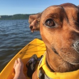 Entry image for Marley