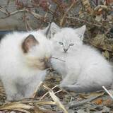 Entry image for Chou Chou and Sasha