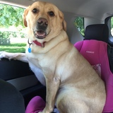 Entry image for Griffin