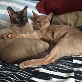 Entry image for Gizmo and Magwai