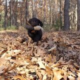 Entry image for Gunz