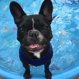 Entry image for Major