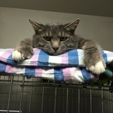 Entry image for Packer