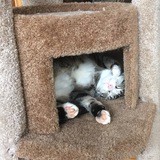 Entry image for Charlie