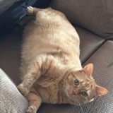 Entry image for Rusty Gilcreast