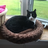 Entry image for Bandit Gilcreast