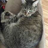 Entry image for PeeWee Gilcreast